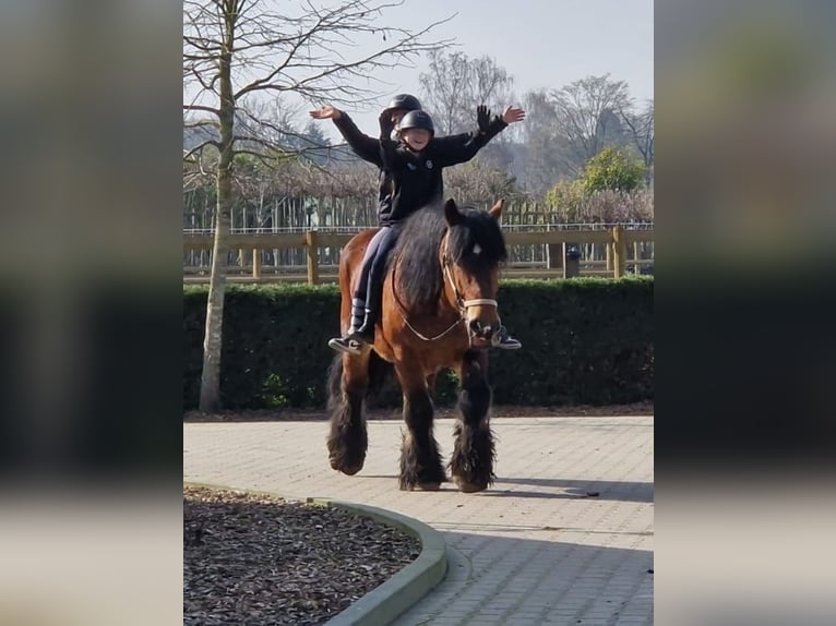 Belga da Tiro Mix Castrone 7 Anni 162 cm Baio in Nettetal