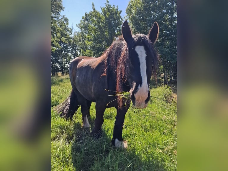 Belga da Tiro Castrone 7 Anni 168 cm Baio nero in Genthin