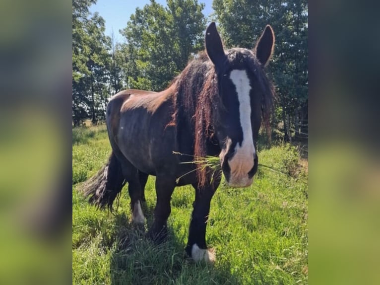 Belga da Tiro Castrone 7 Anni 168 cm Morello in Kade
