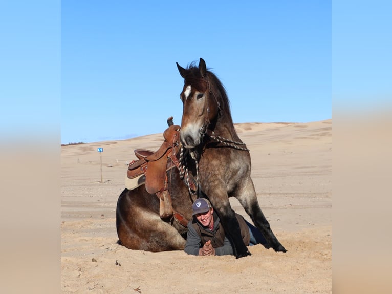 Belga da Tiro Mix Castrone 7 Anni 168 cm Pelle di daino in Howell