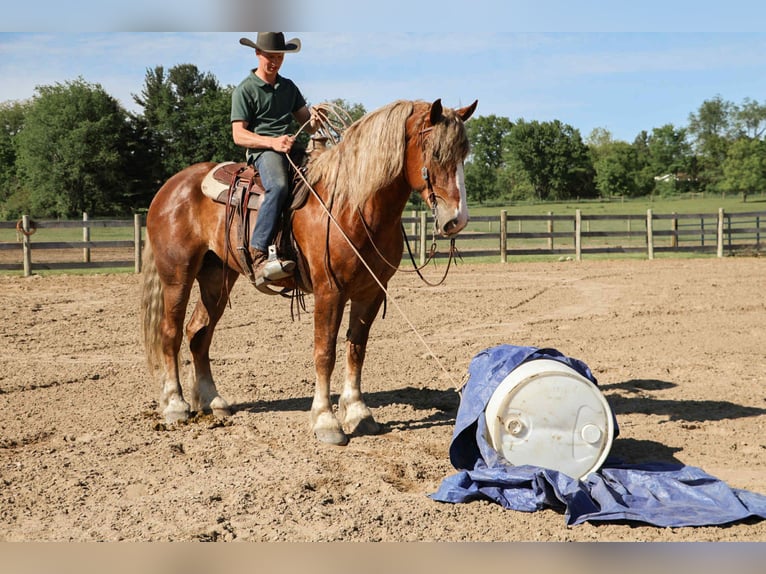 Belga da Tiro Castrone 7 Anni 170 cm Sauro scuro in Howell
