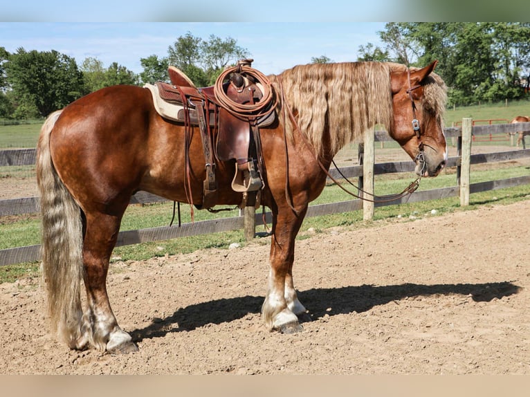 Belga da Tiro Castrone 7 Anni 170 cm Sauro scuro in Howell