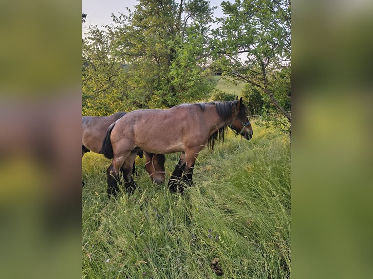 Belga da Tiro Castrone 8 Anni 172 cm  in Ammerbuch