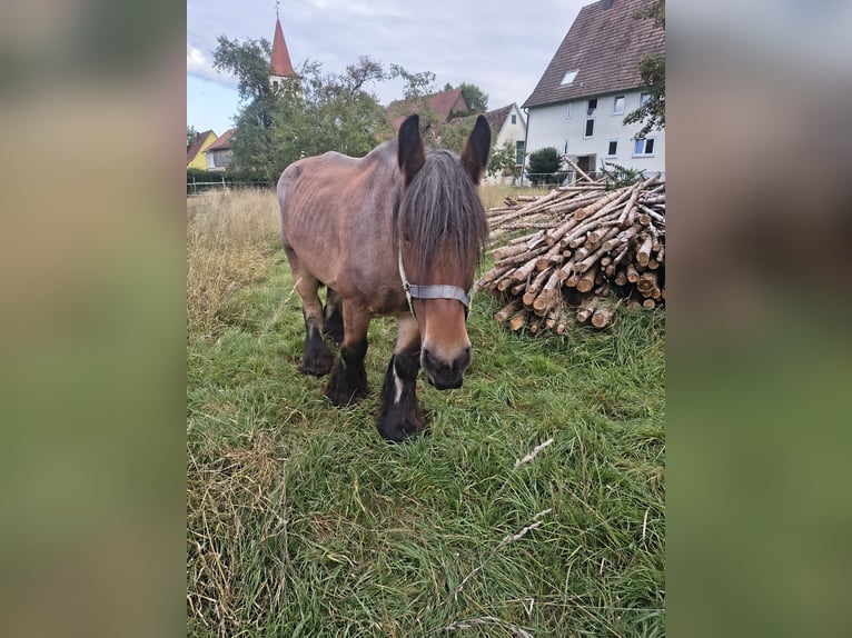 Belga da Tiro Castrone 8 Anni 172 cm  in Ammerbuch