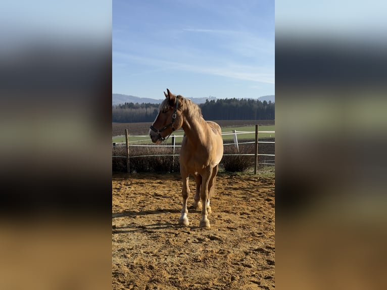 Belga da Tiro Mix Castrone 8 Anni 173 cm Sauro in Kematen an der Ybbs