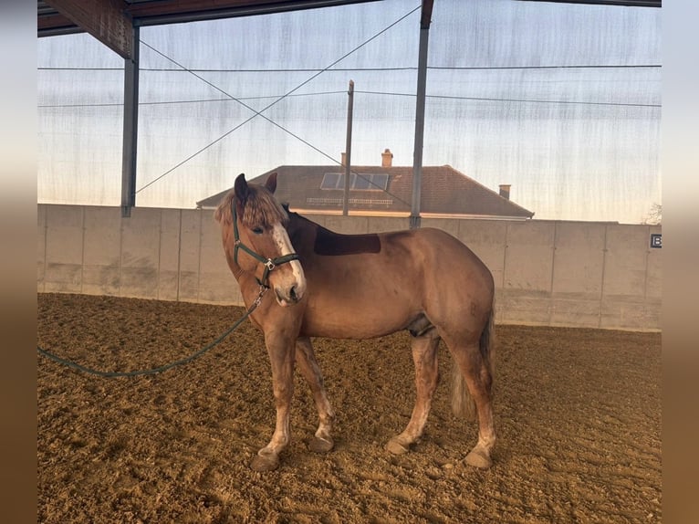 Belga da Tiro Mix Castrone 8 Anni 173 cm Sauro in Kematen an der Ybbs