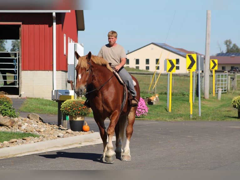 Belga da Tiro Castrone 8 Anni 180 cm Sauro ciliegia in Millersburg