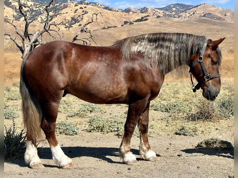 Belga da Tiro Castrone 9 Anni 170 cm Baio in Bitterwater CA