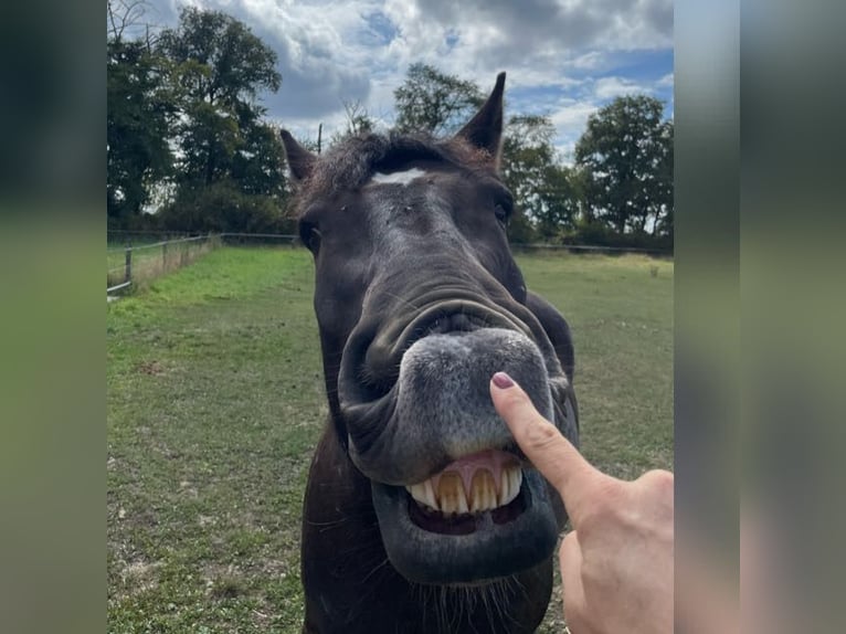 Belga da Tiro Castrone 9 Anni 172 cm Morello in Willich