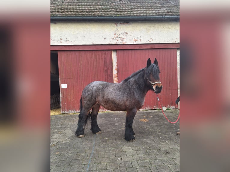Belga da Tiro Giumenta 10 Anni 163 cm Falbo baio in Wieseth