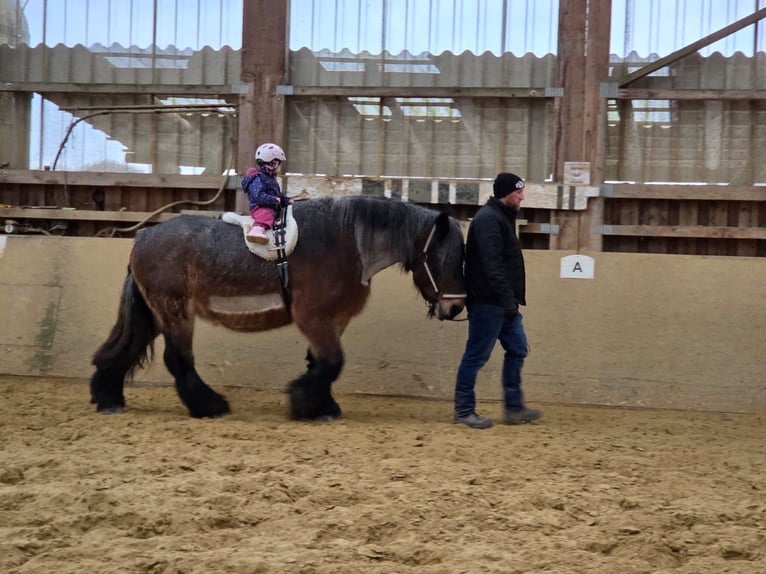 Belga da Tiro Giumenta 13 Anni 168 cm Falbo baio in Pracht