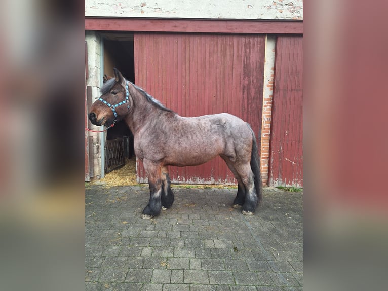 Belga da Tiro Giumenta 14 Anni 164 cm Falbo baio in Wieseth