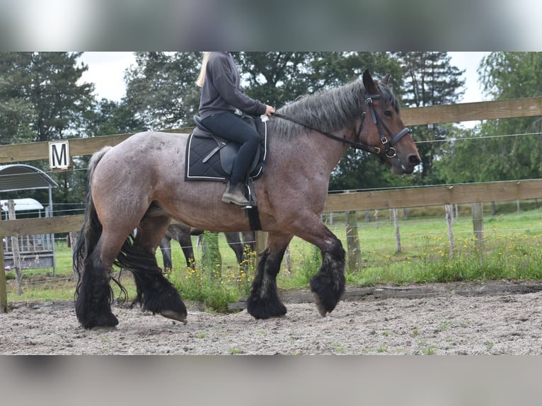 Belga da Tiro Giumenta 15 Anni 158 cm Baio roano in Achtmaal