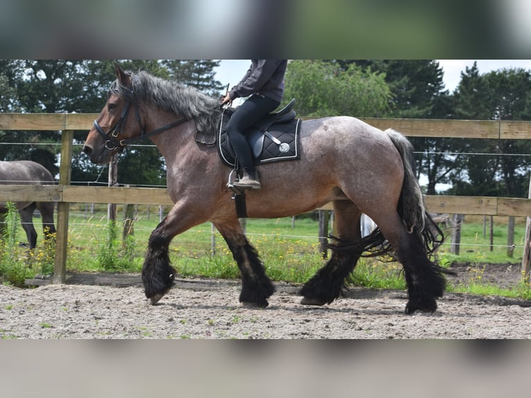 Belga da Tiro Giumenta 15 Anni 158 cm Baio roano in Achtmaal