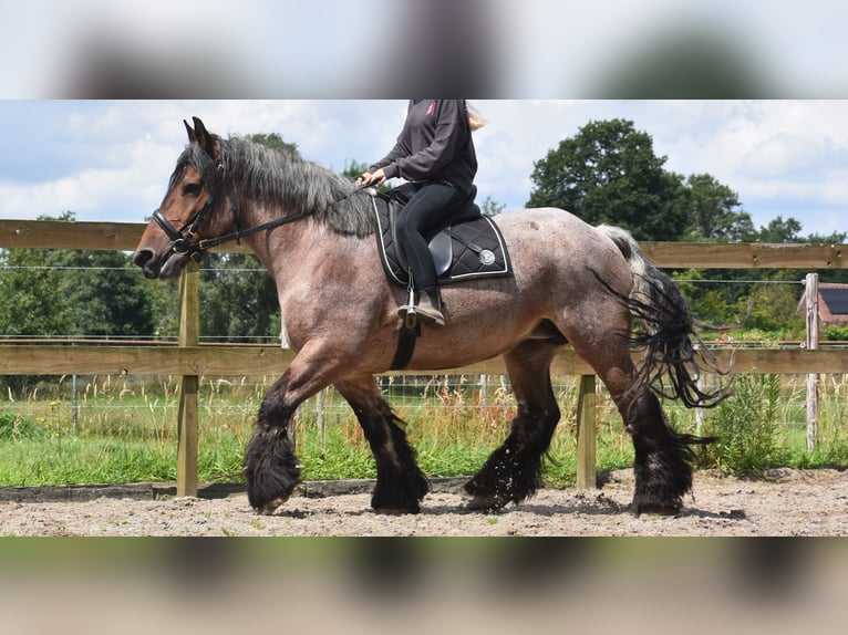 Belga da Tiro Giumenta 15 Anni 158 cm Baio roano in Achtmaal