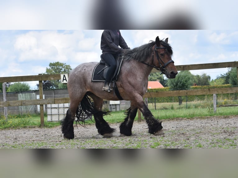 Belga da Tiro Giumenta 15 Anni 158 cm Baio roano in Achtmaal