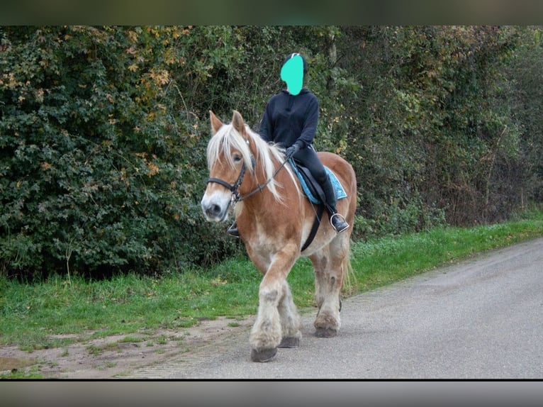 Belga da Tiro Giumenta 17 Anni 170 cm Sauro in Voorst