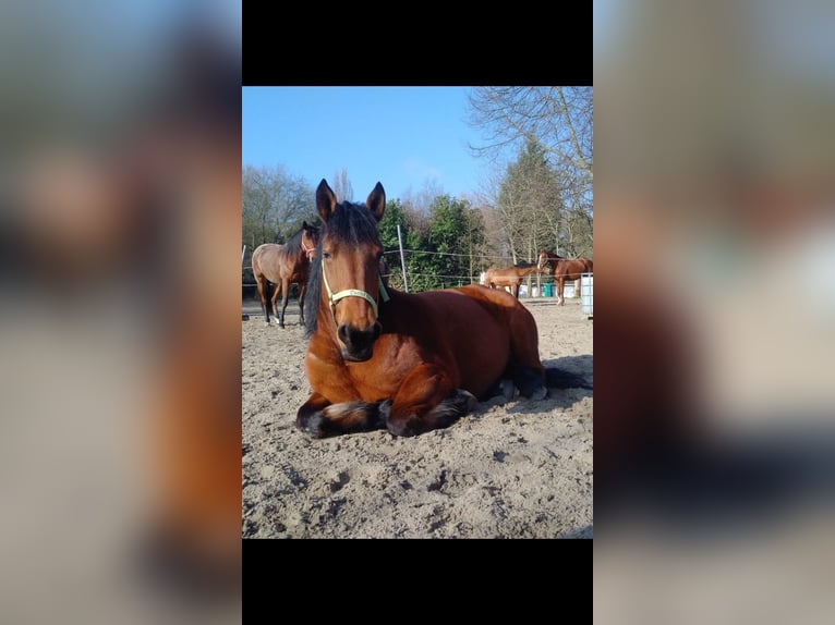 Belga da Tiro Giumenta 20 Anni 165 cm Baio in Oberhausen