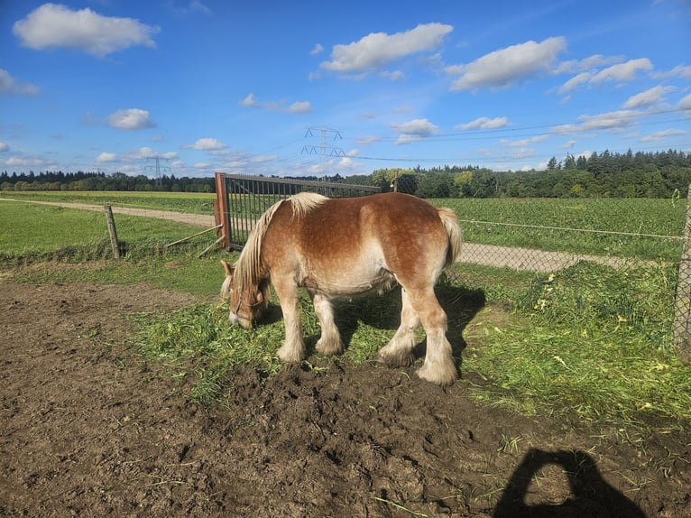 Belga da Tiro Giumenta 3 Anni 155 cm Sauro in Montfort