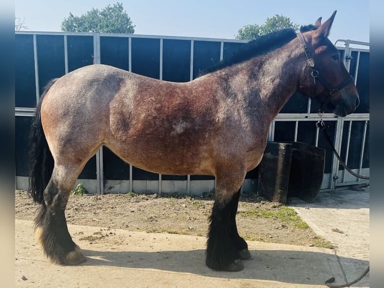 Belga da Tiro Giumenta 4 Anni 155 cm Baio roano in Melton Mowbray