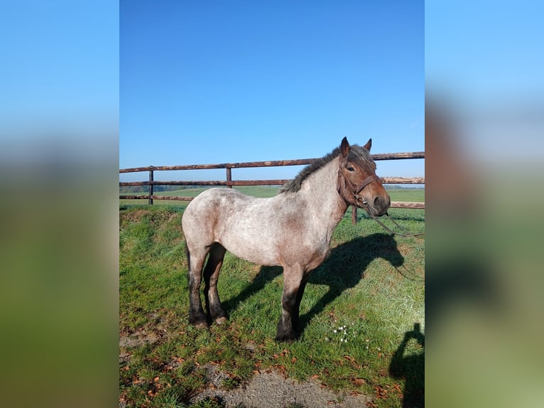 Belga da Tiro Giumenta 4 Anni 160 cm Leardo in Nettersheim