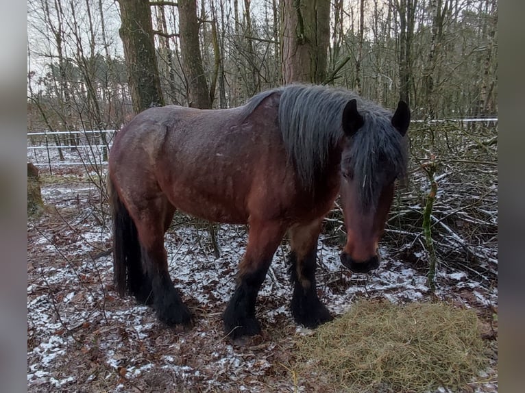 Belga da Tiro Giumenta 4 Anni 165 cm Grigio rossastro in Recke