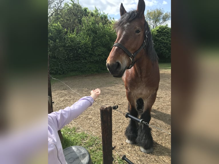 Belga da Tiro Giumenta 4 Anni Falbo baio in Lebbeke