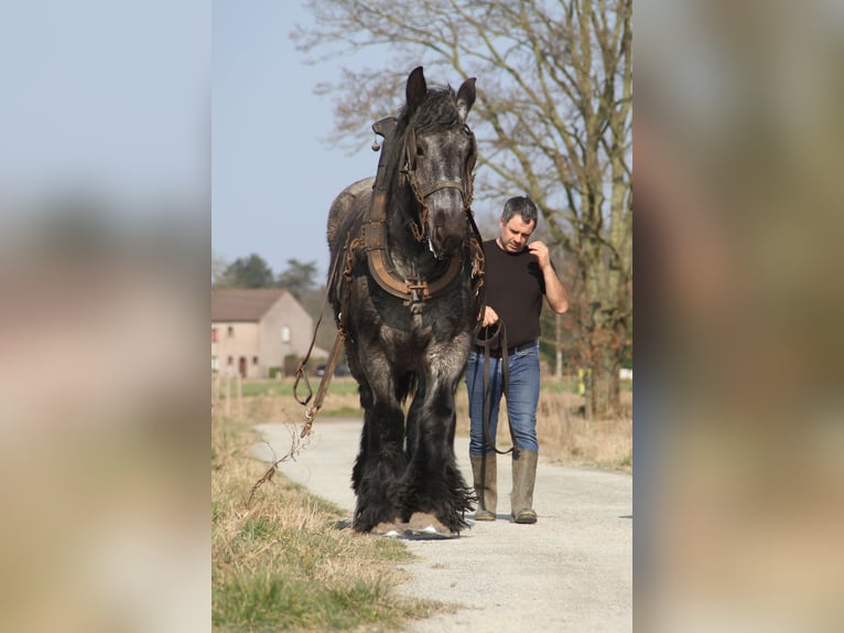 Belga da Tiro Giumenta 4 Anni Leardo in Herdersem