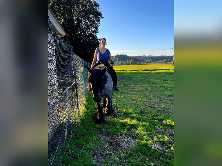 Belga da Tiro Giumenta 6 Anni 165 cm Leardo in Neufahrn in Niederbayern