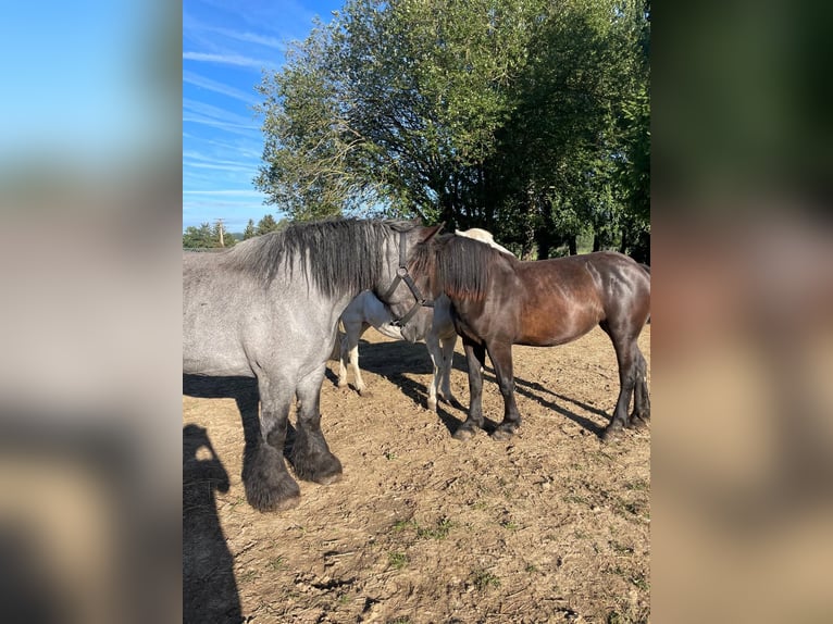 Belga da Tiro Giumenta 6 Anni 165 cm Leardo in Neufahrn in Niederbayern