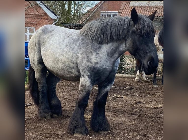 Belga da Tiro Giumenta 6 Anni 165 cm Leardo in Neufahrn in Niederbayern