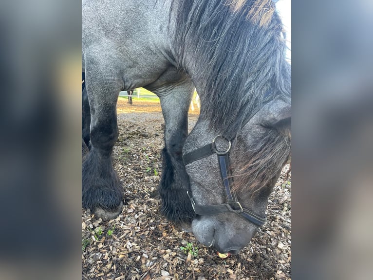 Belga da Tiro Giumenta 6 Anni 165 cm Leardo in Neufahrn in Niederbayern