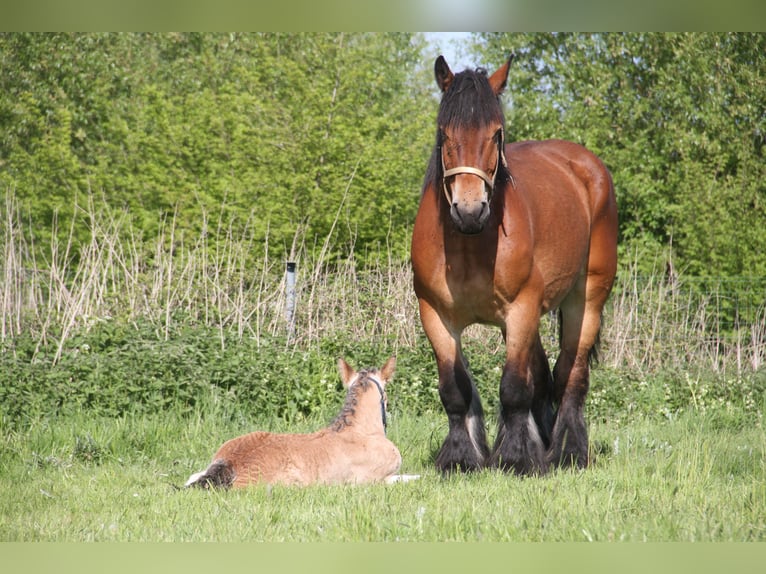 Belga da Tiro Giumenta 6 Anni Baio in Herdersem