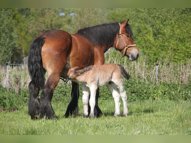 Belga da Tiro Giumenta 6 Anni Baio in Herdersem