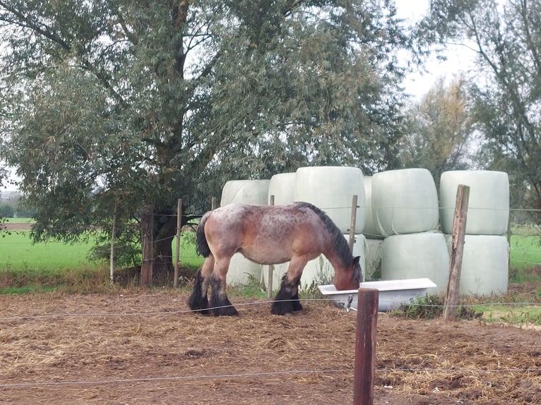 Belga da Tiro Giumenta 8 Anni 172 cm Baio roano in Assenede Oosteeklo