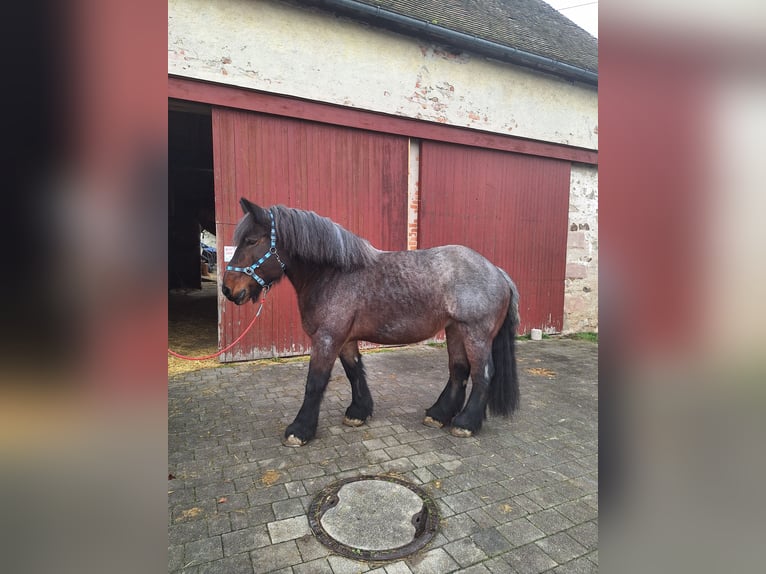 Belga da Tiro Giumenta 9 Anni 170 cm Falbo baio in Wieseth