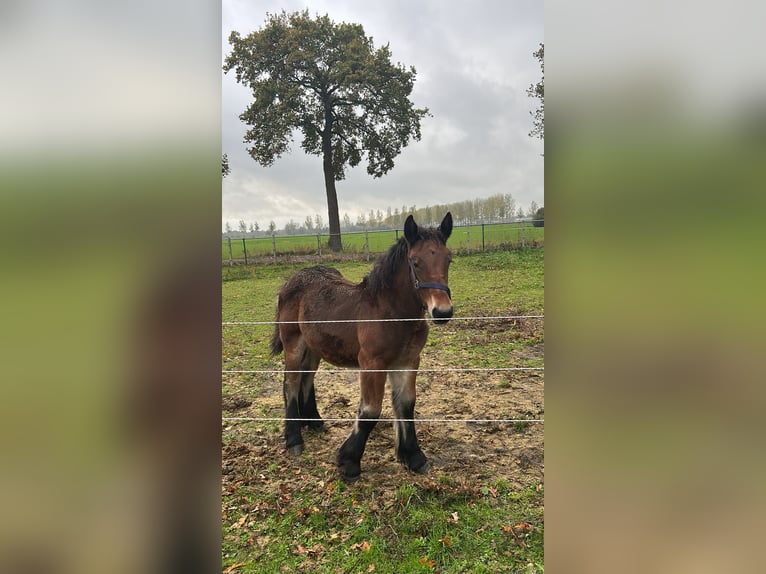 Belga da Tiro Stallone 1 Anno 170 cm Baio in Beek en Donk