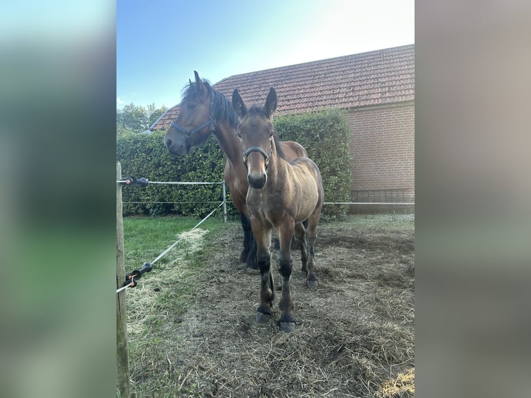 Belga da Tiro Stallone 1 Anno 170 cm Baio in Beek en Donk