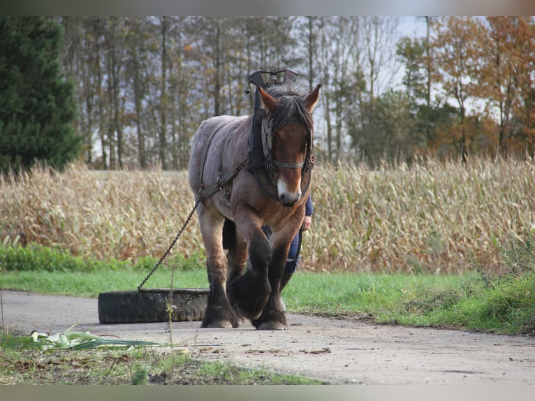 Belga da Tiro Stallone 2 Anni in Herdersem