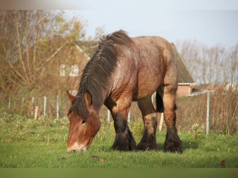 Belga da Tiro Stallone 2 Anni in Herdersem