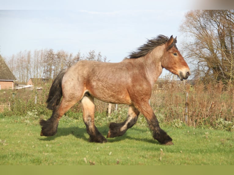 Belga da Tiro Stallone 2 Anni in Herdersem