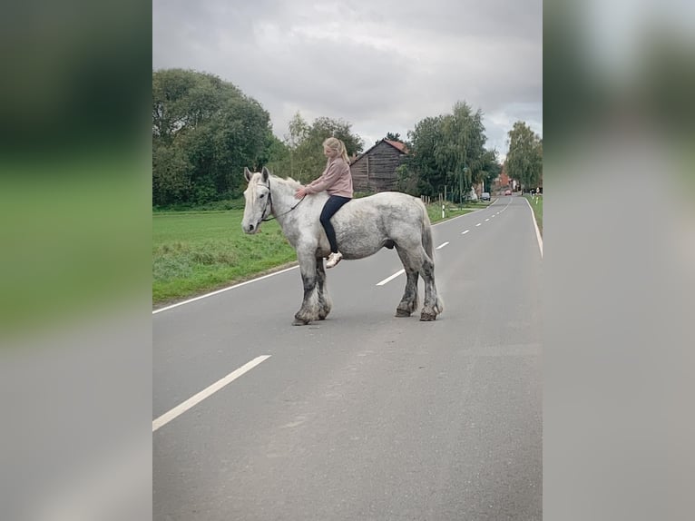 Belga da Tiro Stallone 3 Anni 170 cm Grigio pezzato in Wienrode