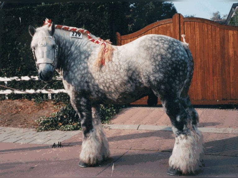 Belga da Tiro Stallone 3 Anni 170 cm Grigio pezzato in Wienrode