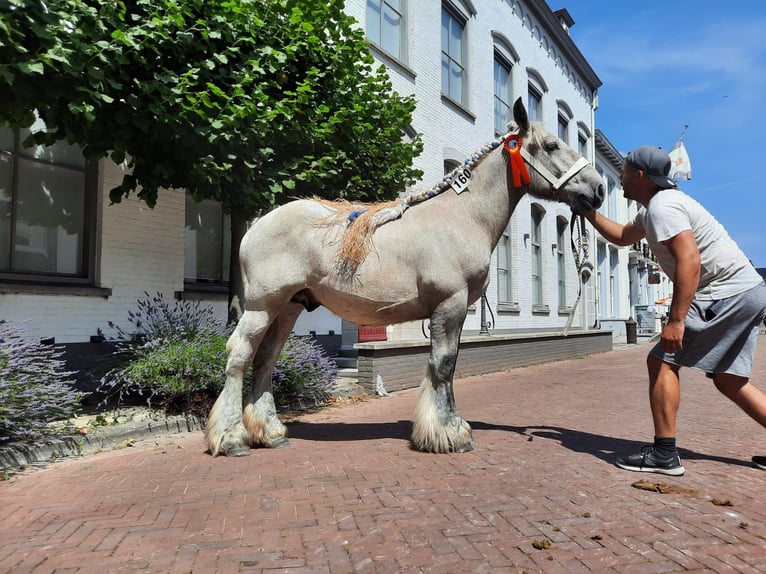 Belga da Tiro Stallone 3 Anni 170 cm Grigio pezzato in Wienrode