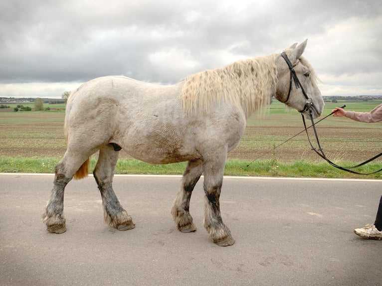 Belga da Tiro Stallone 3 Anni 170 cm Grigio pezzato in Wienrode