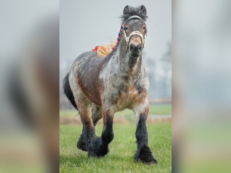 Belga da Tiro Stallone Falbo baio in Veghel