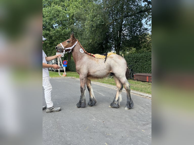 Belga da Tiro Stallone Puledri (04/2025) Baio roano in Sleidinge