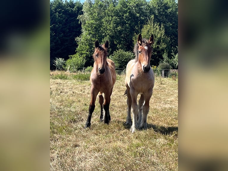 Belga da Tiro Stallone Puledri (04/2025) Baio roano in Sleidinge