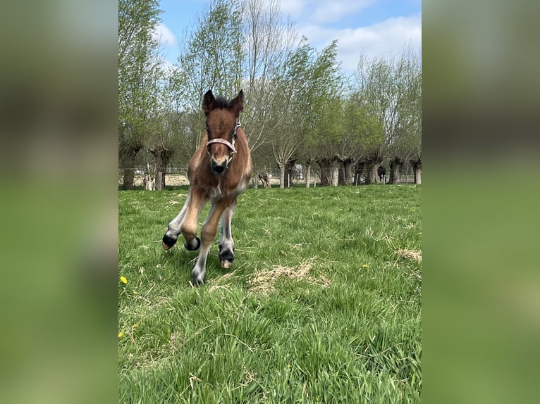 Belga da Tiro Stallone Puledri (04/2025) Baio roano in Sleidinge