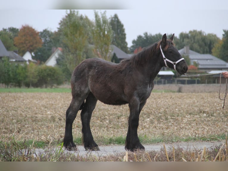 Belga da Tiro Stallone Puledri (01/2025) in Herdersem